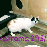Makrama 0293/21
