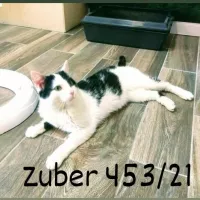 Zuber 0453/21