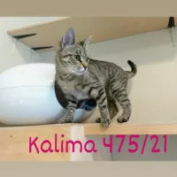 Kalima 0475/21