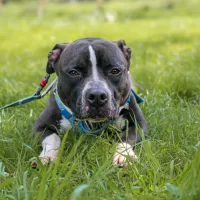 Baxter 0934/21