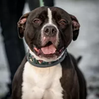Baxter 0934/21