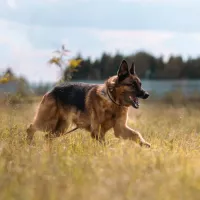 Logan 0959/21
