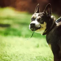 Pitsky 1213/21