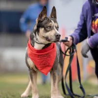 Pitsky 1213/21