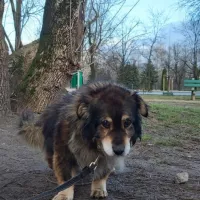 Miecio 0159/22