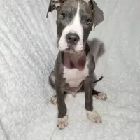 Dante 0251/22