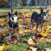 Lutka i Todzia 0826/22