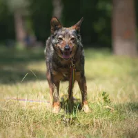 Lutka i Todzia 0826/22