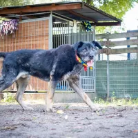 Ozzy 0852/22