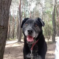 Ozzy 0852/22