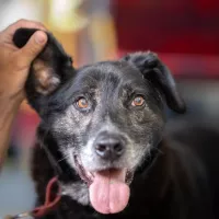 Ozzy 0852/22