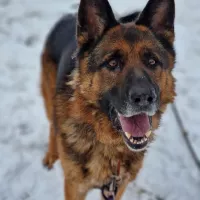 Oskar 0873/22