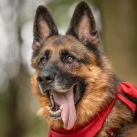 Oskar 0873/22