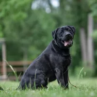 Bambo  0946/22
