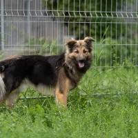 Otto 0968/22