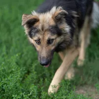 Otto 0968/22
