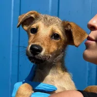 Stella 1015/22