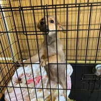 Stella 1015/22