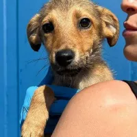 Stella 1015/22