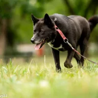 Inu 1350/22