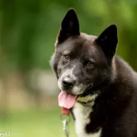 Inu 1350/22