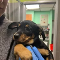 Kahlua 0303/23