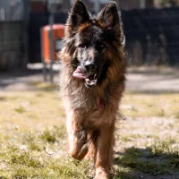 Bigos 0424/23