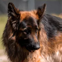 Bigos 0424/23