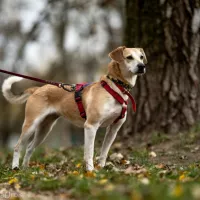 Blondi 0515/23