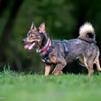 Charlie 0740/23