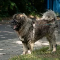 Bailey 0854/23