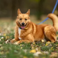 Rotti 0864/23