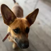 Bambi 1011/23