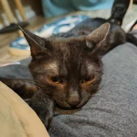 Fiołek 0815/23