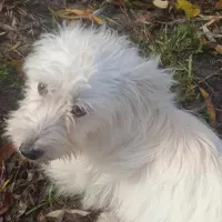 Roxi 1512/23