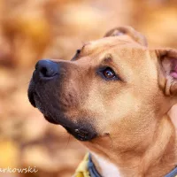 Scooby 1572/23