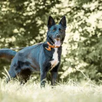 Draka 0097/24