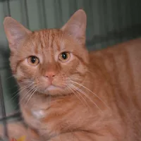 Garfield 0049/24