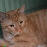 Garfield 0049/24
