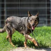 Lutka (i Todzia) 0257/24