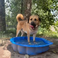Pumba 0378/24
