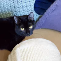 Stella 0176/24