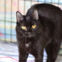 Stella 0176/24