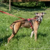 Pan Tadeusz 0533/24