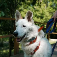 KODA 0550/24