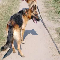 BAJKA 0640/24