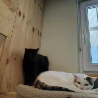Vivietta  0236/24