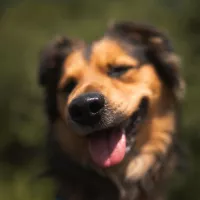 Meeko 0731/24