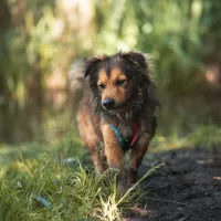 Meeko 0731/24