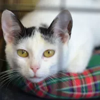 Purrrusia 0342/24
